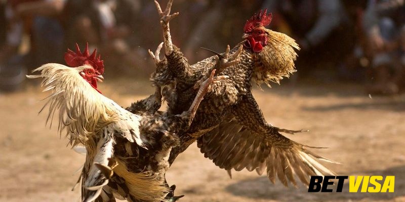 Những loại kèo cược phổ biến trong đá gà trực tuyến tại Betvisa